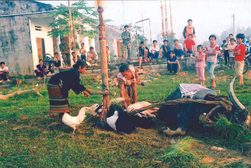 សត្វក្របី ជ្រូក ពពែ... គឺជាសត្វត្រូវបានសម្លាប់សម្រាប់បូជាអាទិទេពក្នុងពិធីបុណ្យ