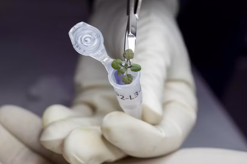 រុក្ខជាតិ Arabidopsis អាចដាំដុះលើដីព្រះចន្ទបាន