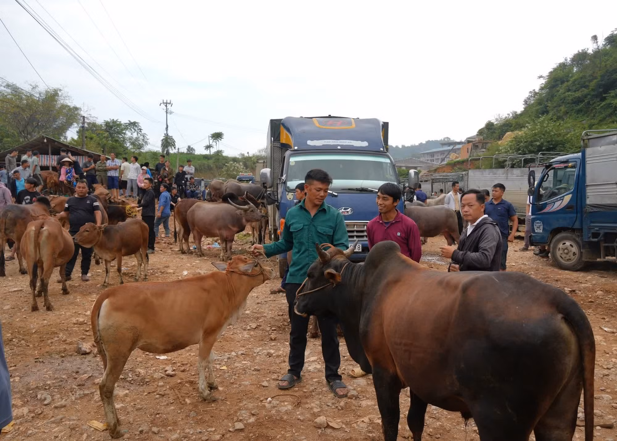 07-cho-trau-tra-linh-21082026-02.jpg