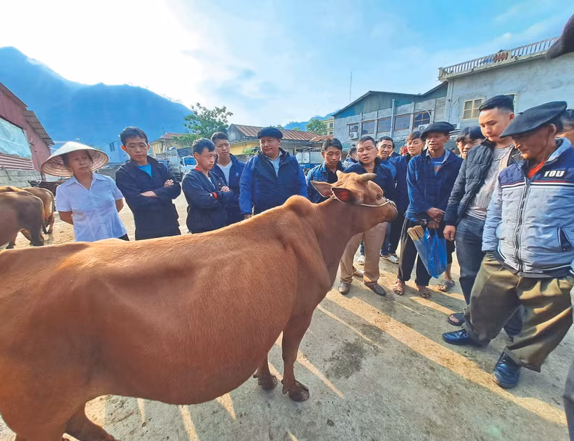 ផ្សារគោ ម៉ែវវ៉ាក គ្មានទិដ្ឋភាពអូសទាញបង្ខំទិញហើយលក់ បងប្អូនដឹកគោចេញទៅផ្សារប្រសិនបើត្រូវតម្លៃគឺលក់ មិនត្រូវតម្លៃក៏រីករាយដឹកគោត្រឡប់ទៅវិញទុកប្រជុំផ្សារលើកក្រោយ