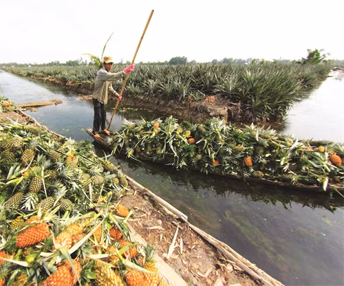 ដឹកជញ្ជូនផ្លែម្នាស់ “កូវឌុក” ទៅកាន់ទីកន្លែងផ្តុំប្រមូលទិញ