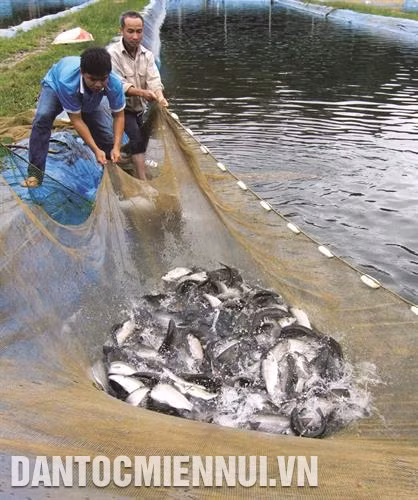 ត្រីសាល់ម៉ុង Oncorhynchus mykiss មានទម្ងន់ពី ១,៥ - ១,៨ គីឡូក្រាមគឺអាចនឹងចាប់ផ្តើមប្រមូលផលបាន។ រូបថត៖ ហ៊ុយហ៊ុង