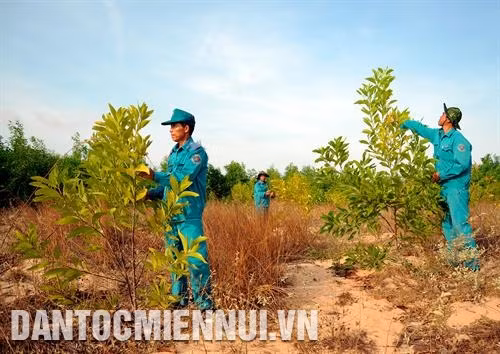 កម្មាភិបាលគណៈគ្រប់គ្រងព្រៃការពារ ឡេហុងផុង ពិនិត្យមើលអត្រារស់រាននៃឈើព្រៃគ្រប់ប្រភេទដែលត្រូវបានដាំនៅតំបន់ឃុំ ហ្វាថាំង ស្រុក បាក់ប៊ិញ ផ្សព្វផ្សាយ ចលនាប្រជាជននៅតាមបណ្ដាស្រុកប្របមាត់សមុទ្រនៃខេត្ត ប៊ិញធន់ រួបរួមគ្នាការពារព្រៃឈើ